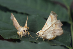 Askeflikmåler (Ennomos fuscantaria)