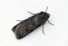 Garden Dart (Euxoa nigricans)