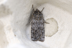 Coast Dart (Euxoa cursoria)