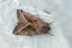 Brunt stengelfly (Hydraecia micacea)