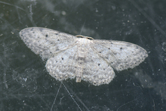 Grå engmåler (Idaea seriata)