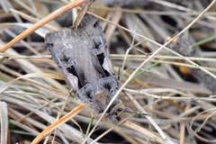 Setaceous Hebrew Character (Xestia c-nigrum)