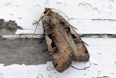 Setaceous Hebrew Character (Xestia c-nigrum)