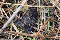 Gulringet åkerfly (Tholera cespitis)