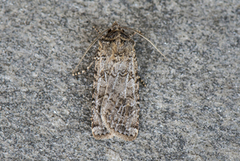 Variabelt sandjordfly (Euxoa cursoria)