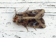 Brunt sumpfly (Helotropha leucostigma)