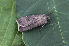 Turnip Moth (Agrotis segetum)