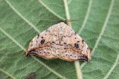 Pebble Hook-tip (Drepana falcataria)