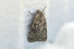 Six-striped Rustic (Xestia sexstrigata)