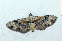 Torskemunndvergmåler (Eupithecia linariata)