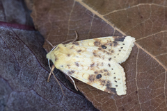 The Sallow (Xanthia icteritia)