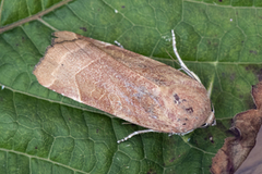 Broad-bordered Yellow Underwing (Noctua fimbriata)