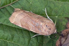 Bredbåndfly (Noctua fimbriata)