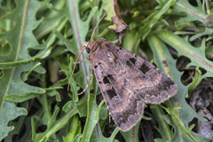 Square-spotted Clay (Xestia stigmatica)
