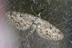 Augustdvergmåler (Eupithecia pusillata)