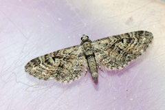 Augustdvergmåler (Eupithecia pusillata)