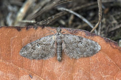 Augustdvergmåler (Eupithecia pusillata)