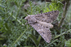 Kløverheifly (Anarta trifolii)