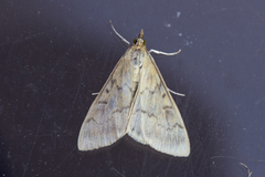 Maispyralide (Ostrinia nubilalis)