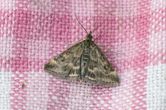 Straw-barred Pearl (Pyrausta despicata)