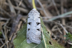 Grått kilefly (Eugnorisma glareosa)