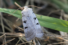 Autumnal Rustic (Eugnorisma glareosa)