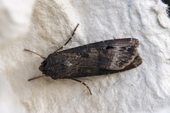 Dark Sword-grass (Agrotis ipsilon)