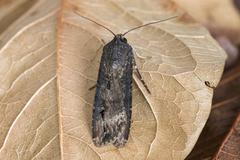 Langvingejordfly (Agrotis ipsilon)