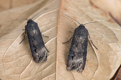 Langvingejordfly (Agrotis ipsilon)