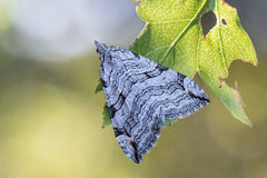 Treble-bar (Aplocera plagiata)