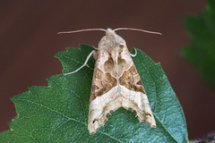 Taggvingefly (Phlogophora meticulosa)