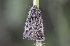 Hvitribbet åkerfly (Tholera decimalis)