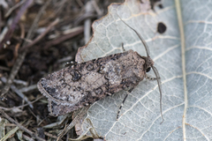 Turnip Moth (Agrotis segetum)