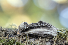 Swallow Prominent (Pheosia tremula)