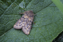 Brindled Ochre (Dasypolia templi)