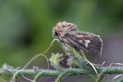 Antler Moth (Cerapteryx graminis)