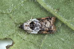 Marmorflatvikler (Acleris variegana)