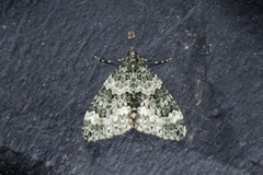 Autumn Green Carpet (Chloroclysta miata)