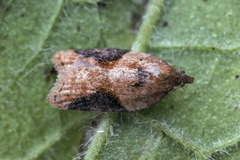 Jordbær-/buskflatvikler (Acleris comariana/laterana)