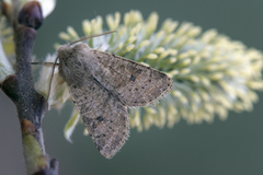 Lite seljefly (Orthosia cruda)