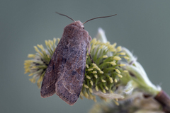 Clouded Drab (Orthosia incerta)