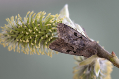 Buemerket seljefly (Orthosia gothica)