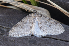 Early Tooth-striped (Trichopteryx carpinata)