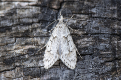 March Tubic (Diurnea fagella)