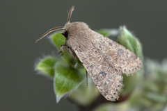 Small Quaker (Orthosia cruda)
