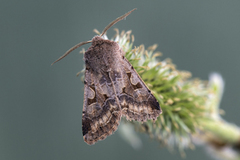 Hebrew Character (Orthosia gothica)