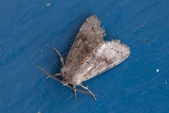 Lead-coloured Drab (Orthosia populeti)