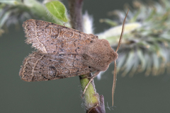 Common Quaker (Orthosia cerasi)