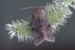 Clouded Drab (Orthosia incerta)
