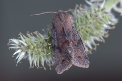 Variabelt seljefly (Orthosia incerta)